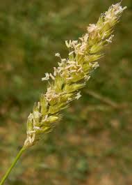 Attēlu rezultāti vaicājumam “Cynosurus cristatus flower”