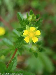 Attēlu rezultāti vaicājumam “Potentilla norvegica flower”