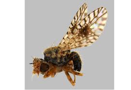 Attēlu rezultāti vaicājumam “Tephritidae”