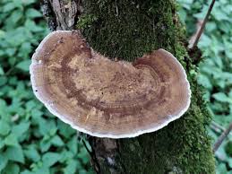 Attēlu rezultāti vaicājumam “Daedaleopsis confragosa”