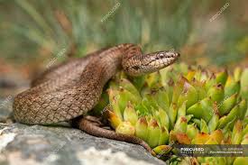 Attēlu rezultāti vaicājumam “Coronella austriaca”