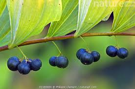 Attēlu rezultāti vaicājumam “Polygonatum multiflorum  fruit”