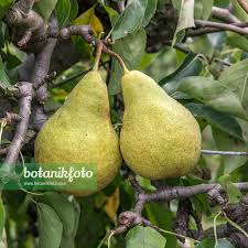 Attēlu rezultāti vaicājumam “Pyrus communis fruit”