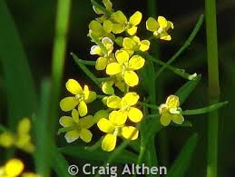 Attēlu rezultāti vaicājumam “Erysimum cheiranthoides flower”