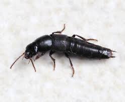 Attēlu rezultāti vaicājumam “Quedius dilatatus”