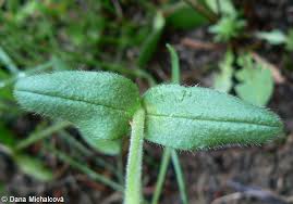 Attēlu rezultāti vaicājumam “Cerastium holosteoides”