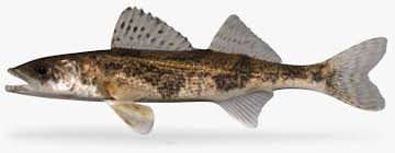 Image result for Sander canadensis