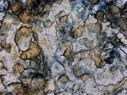 Attēlu rezultāti vaicājumam “Lycogala roseosporum sessile”