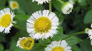 Attēlu rezultāti vaicājumam “Erigeron annuus flower”