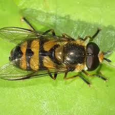 Attēlu rezultāti vaicājumam “Didea alneti”