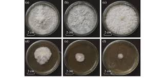 Attēlu rezultāti vaicājumam “Trametes hirsuta”