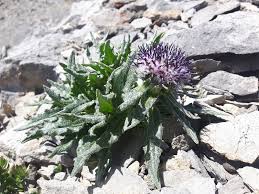 Attēlu rezultāti vaicājumam “Saussurea esthonica”