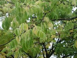 Attēlu rezultāti vaicājumam “Phellodendron amurense leaf”