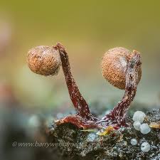 Attēlu rezultāti vaicājumam “Cribraria cancellata var. fusca spores”