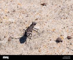 Attēlu rezultāti vaicājumam “Cicindela sylvatica imago”