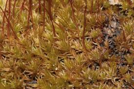 Attēlu rezultāti vaicājumam “Ceratodon purpureus”