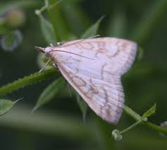 Attēlu rezultāti vaicājumam “Udea lutealis”