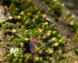 Attēlu rezultāti vaicājumam “Orthotrichum anomalum”