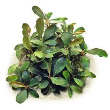 Risultati immagini per bucephalandra pinoh red stem