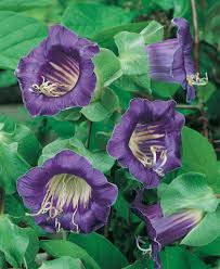 Image result for Glockenrebe