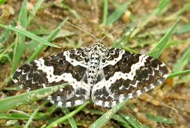 Attēlu rezultāti vaicājumam “Epirrhoe tristata imago”