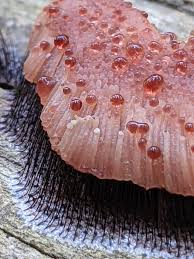 Attēlu rezultāti vaicājumam “Stemonitis splendens stalked”