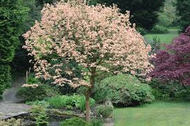 Attēlu rezultāti vaicājumam “Acer pseudoplatanus fo. purpurascens”