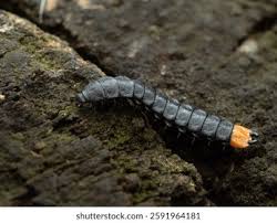 Attēlu rezultāti vaicājumam “Lygistopterus sanguineus”