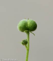 Attēlu rezultāti vaicājumam “Mercurialis perennis bud”