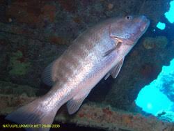 Image result for Lutjanus cyanopterus