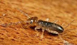 Attēlu rezultāti vaicājumam “Forficula auricularia male”