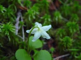 Attēlu rezultāti vaicājumam “Moneses uniflora fruit”