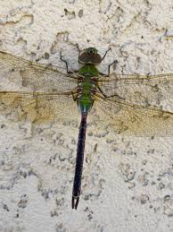 Attēlu rezultāti vaicājumam “Aeshnidae”
