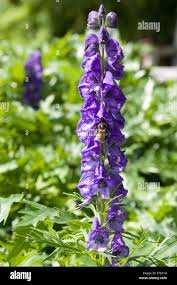 Attēlu rezultāti vaicājumam “Aconitum napellus flower”
