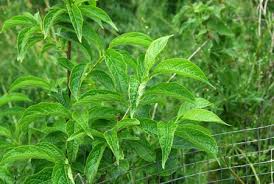 Attēlu rezultāti vaicājumam “Celastrus flagellaris”