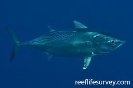 Image result for Euthynnus alletteratus