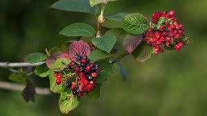Attēlu rezultāti vaicājumam “Viburnum lantana”