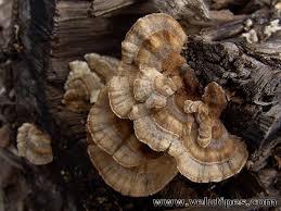 Attēlu rezultāti vaicājumam “Trametes ochracea”