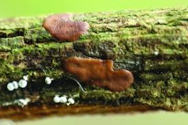 Attēlu rezultāti vaicājumam “Badhamiopsis sp.”