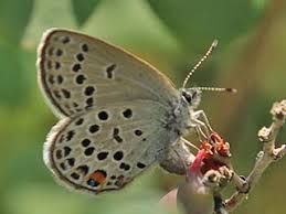 Attēlu rezultāti vaicājumam “Vacciniina optilete”