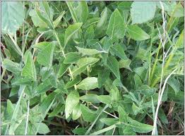Attēlu rezultāti vaicājumam “Centaurea scabiosa fruit”