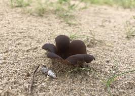 Attēlu rezultāti vaicājumam “Peziza ammophila”