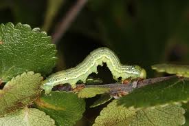 Attēlu rezultāti vaicājumam “Archiearis parthenias”