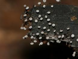 Attēlu rezultāti vaicājumam “Physarum album stalked”