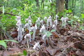 Image result for ギンリョウソウ