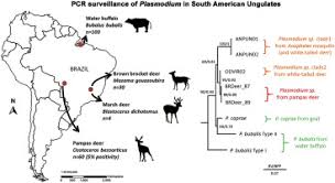 Attēlu rezultāti vaicājumam “undetermined plasmodium”