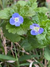 Attēlu rezultāti vaicājumam “Veronica persica flower”