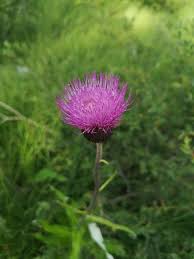 Attēlu rezultāti vaicājumam “Cirsium heterophyllum leaf”