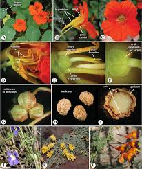 Attēlu rezultāti vaicājumam “Tropaeolum majus fruit”