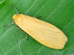 Attēlu rezultāti vaicājumam “Eilema sororcula”